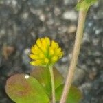 Trifolium aureum Blomst