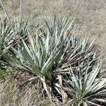 Yucca pallida Hábito