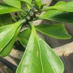 Euphorbia nivulia Flor