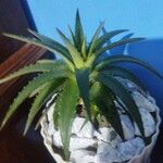 Dyckia brevifolia Лист