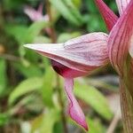 Serapias lingua Flower