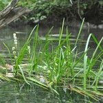Sparganium emersum Likasa