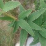 Desmodium canadense Blatt