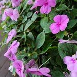 Impatiens walleriana Агульны выгляд