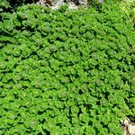 Teucrium pyrenaicum Habit