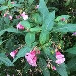 Impatiens glanduliferaBlüte