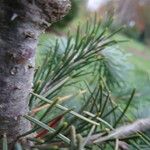 Picea breweriana Casca