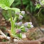 Ribes nigrum Flower