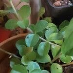 Peperomia rotundifolia 葉