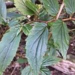 Begonia foliosa برگ