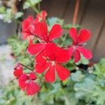 Pelargonium peltatumफूल