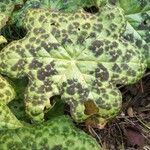 Podophyllum cv. 'Kaleidoscope' Folha