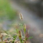 Phleum alpinum 葉