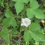 Passiflora foetida Habitus