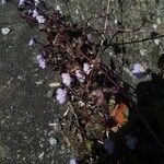 Cymbalaria muralis 花