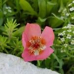 Portulaca grandifloraKwiat