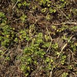 Alchemilla arvensis Leaf