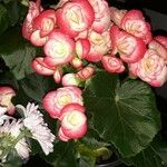 Begonia grandis Flor