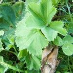 Alchemilla xanthochloraFolha