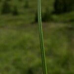 Carex nigra Bark