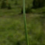 Carex nigra Ŝelo