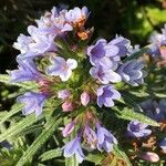 Lithodora zahnii Otro