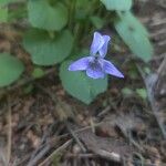 Viola rostrata Flower