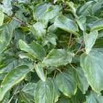 Rhamnus catharticaFeuille