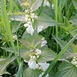 Lamium album Flower