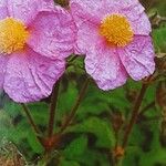 Cistus × incanus Flor