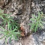 Galium laevigatum Fuelha