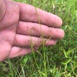 Fimbristylis autumnalis Habit