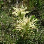 Castilleja sessiliflora आदत