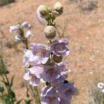 Penstemon palmeri Flor