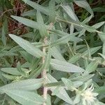 Symphyotrichum novae-angliae Blatt