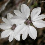 Blepharipappus scaber Fleur