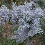 Ceanothus leucodermis Hábito