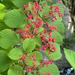 Viburnum plicatumCvet