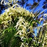 Clematis flammulaFleur