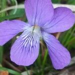 Viola pedatifida Cvet