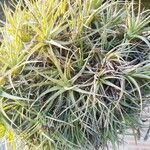 Tillandsia aeranthos 葉