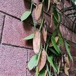 Vanilla planifolia Elinympäristö