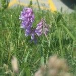 Vicia craccaFlower