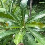 Ficus pseudopalma Leaf