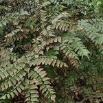 Adiantum trapeziforme पत्ता