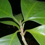 Carapichea affinis Leaf