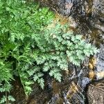 Oenanthe crocata Leaf