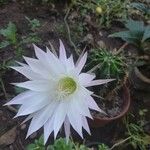 Echinopsis oxygona Flor