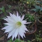 Echinopsis oxygona Квітка