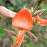 Cerradicola praeandina Λουλούδι
